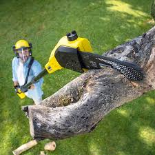 Trusted College, AK Tree Services Experts