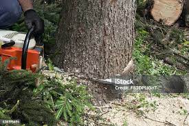 Best Commercial Tree Services  in College, AK