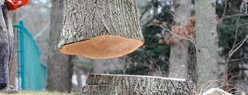 How Our Tree Care Process Works  in  College, AK