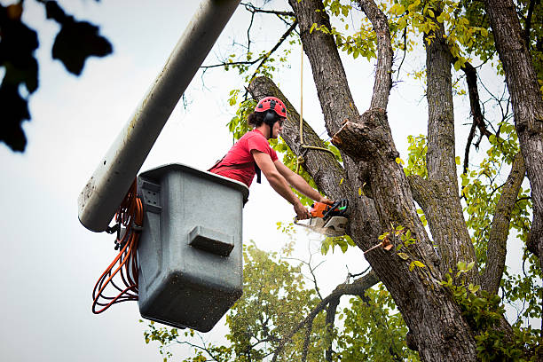 Best Fruit Tree Pruning  in College, AK